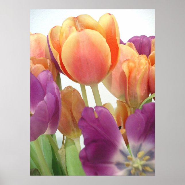 TULIPS POSTER (Framsidan)