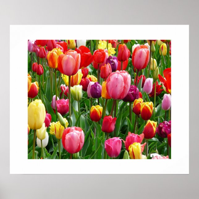 Tulips Poster (Framsidan)