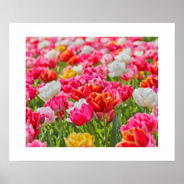 Tulips Poster (Framsidan)