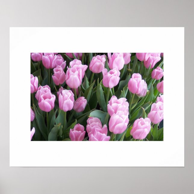 Tulips Poster (Framsidan)