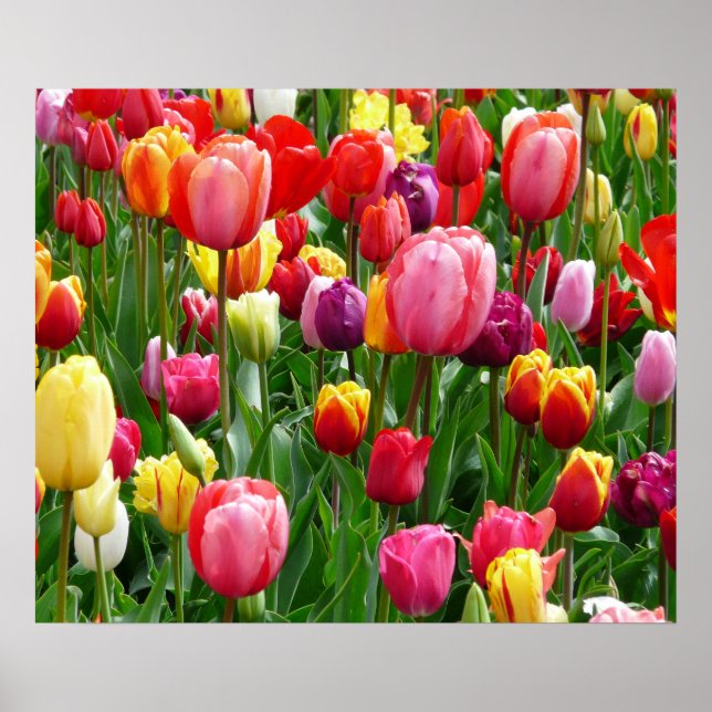 Tulips Poster (Framsidan)