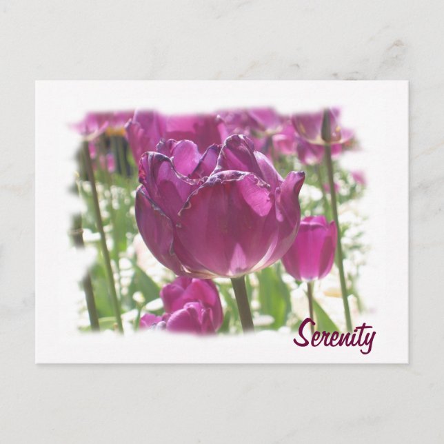 Tulips, serenitet vykort (Framsida)