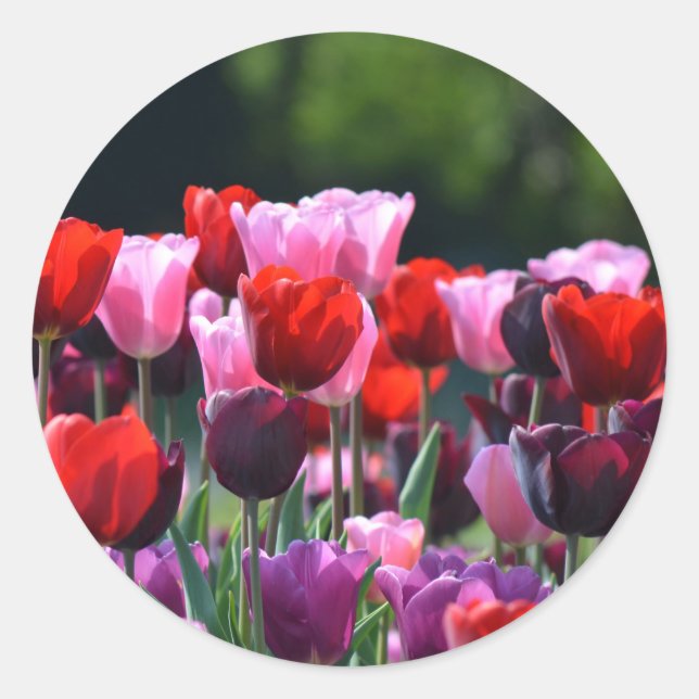 Tulips Stickers Runt Klistermärke (Framsida)