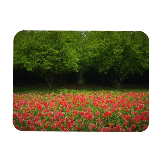 Tulips & Träd Magnet (Horisontell)