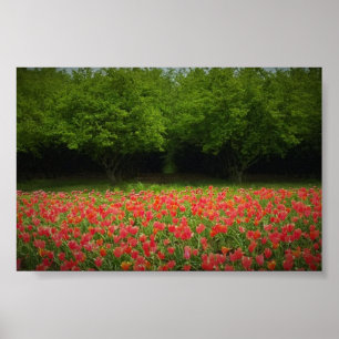 Tulips & Träd Poster