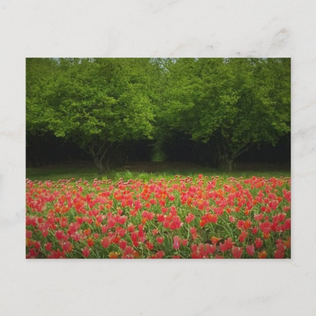 Tulips & Träd Vykort (Framsida)