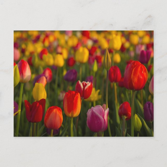 Tulips, Tulip Festival, Woodburn, Oregon, USA 2 Vykort (Framsida)