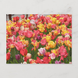 Tulips Valley Vykort