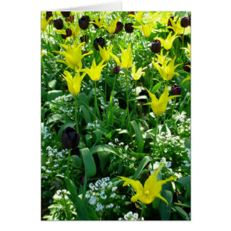 Tulips Vancouver Hälsningskort