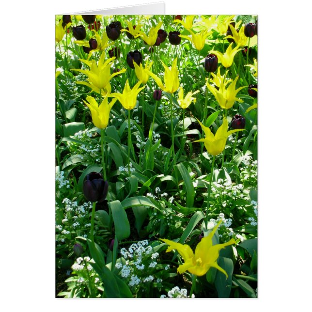 Tulips Vancouver Hälsningskort (Framsidan)