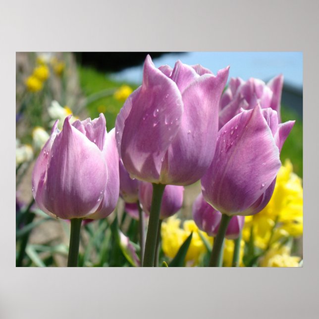 Tulips Vår Garden Poster (Framsidan)