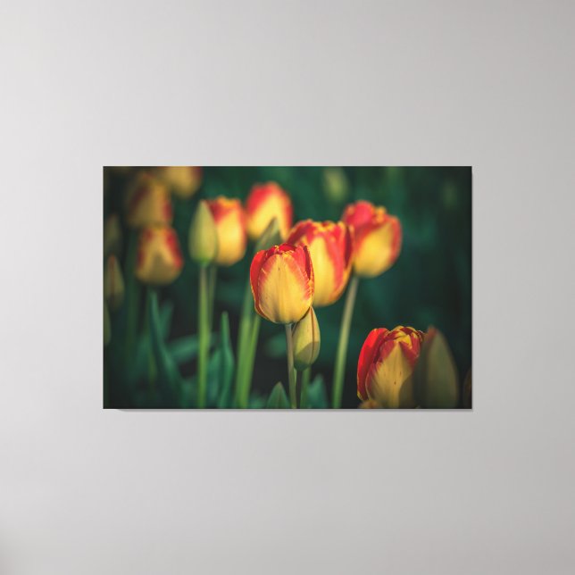 Tulips Wrapped Canvas (Framsida)
