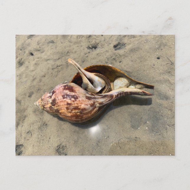 Tulipsnäckshycklande eremitkräfta Snäckskal Vykort (Framsida)