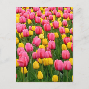 Tuliska 1 vykort