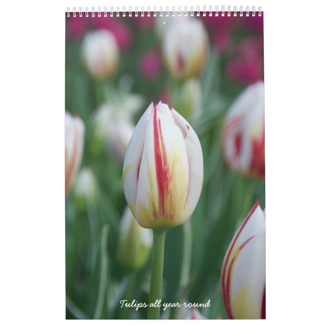 Tuliska hela året runt kalender (Omslag)