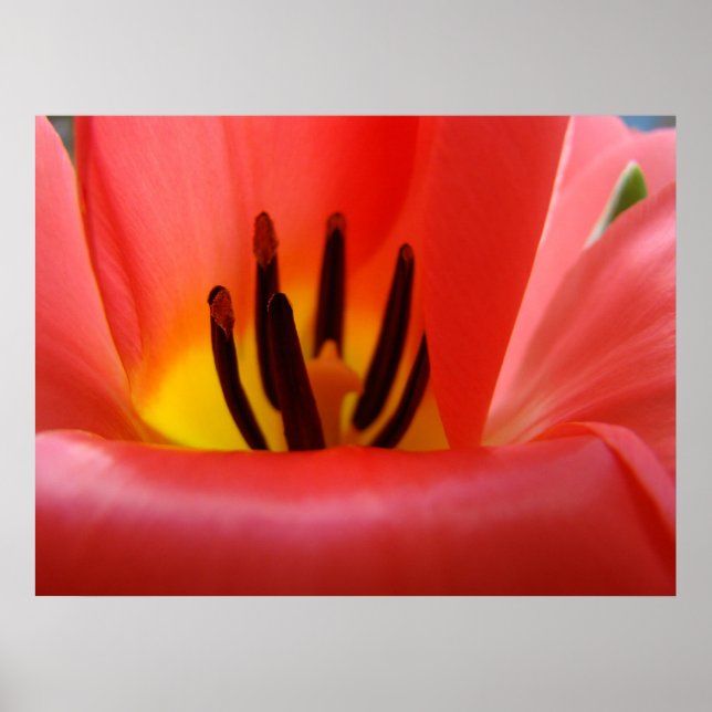 Tulpan Blomkonsttryck Röda Tulpaner Blommig Natur Poster (Framsidan)