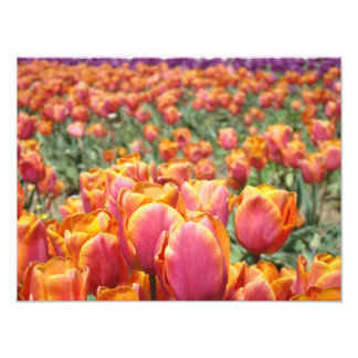 Tulpan Blommor Fotografi konsttryck Tulpaner Blomm