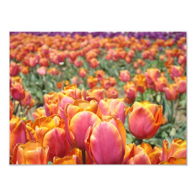 Tulpan Blommor Fotografi konsttryck Tulpaner Blomm (Framsidan)