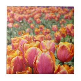 Tulpan Blomster Festival Fält Kakel Konst Tulpaner