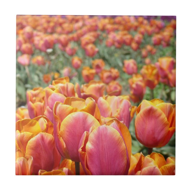 Tulpan Blomster Festival Fält Kakel Konst Tulpaner (Framsidan)