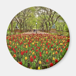 Tulpan Central Park NYC Magnet