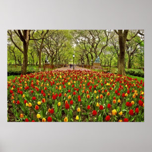 Tulpan Central Park NYC Poster