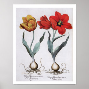 Tulpan: för serotinacinnabrio för globosa 1.Tulipa Poster