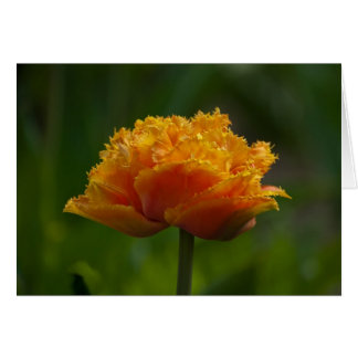 Tulpan i vår hälsningskort