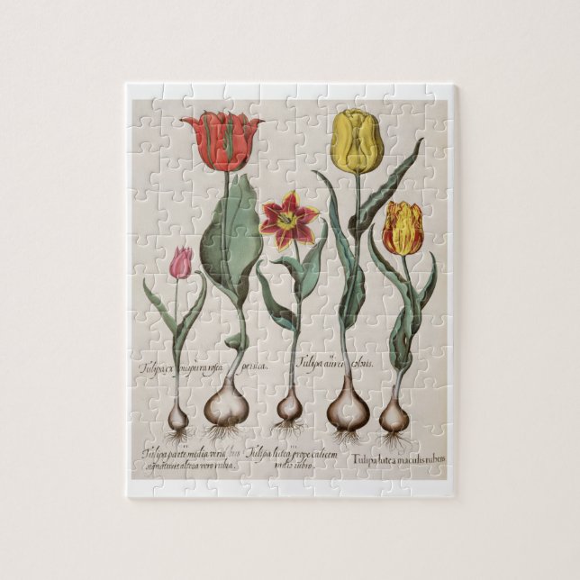 Tulpan: maculisrubens för lutea 1.Tulipa; au Pussel (Vertikal)