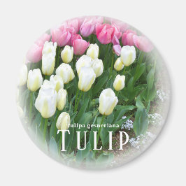 Tulpan Magnet