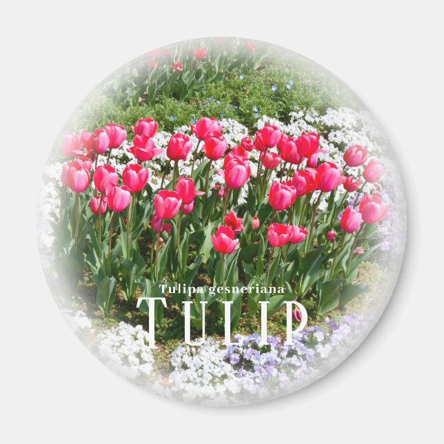Tulpan Magnet (Framsidan)