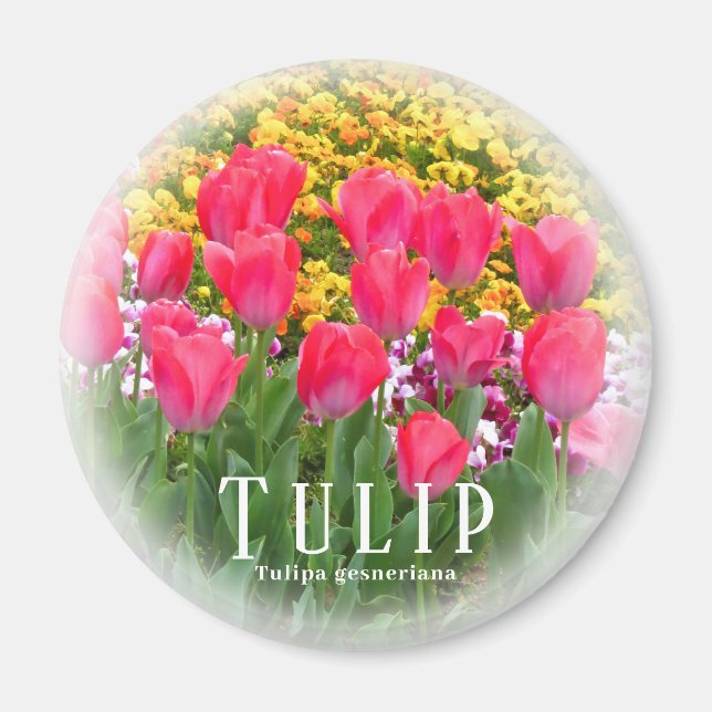 Tulpan Magnet (Framsidan)