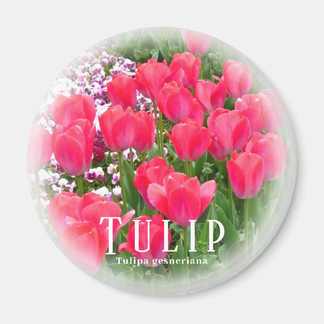 Tulpan Magnet (Framsidan)