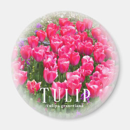Tulpan Magnet