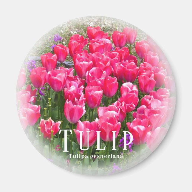 Tulpan Magnet (Framsidan)
