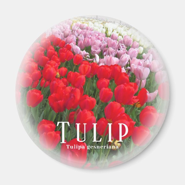 Tulpan Magnet (Framsidan)