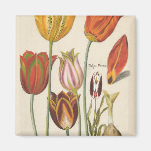 Tulpan Magnet