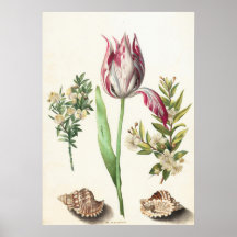 Tulpan med snäckor Botanisk illustration