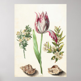 Tulpan med snäckor Botanisk illustration Poster