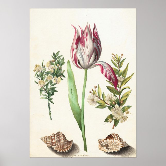 Tulpan med snäckor Botanisk illustration Poster (Framsidan)