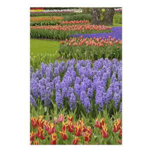 Tulpan- och hyacintträdgård, Keukenhof Gardens, Fototryck