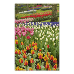 Tulpan- och hyacintträdgård, Keukenhof Gardens, Fototryck