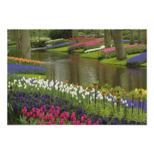 Tulpan- och hyacintträdgård, Keukenhof Gardens, Fototryck