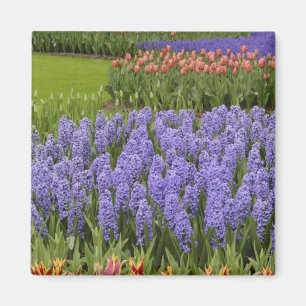 Tulpan- och hyacintträdgård, Keukenhof Gardens, Magnet