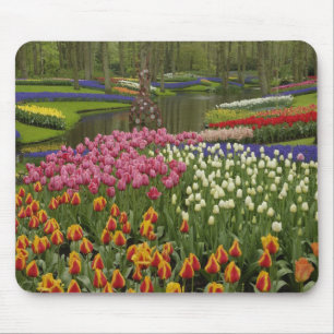 Tulpan- och hyacintträdgård, Keukenhof Gardens, Musmatta