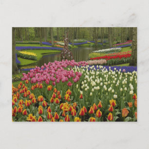 Tulpan- och hyacintträdgård, Keukenhof Gardens, Vykort