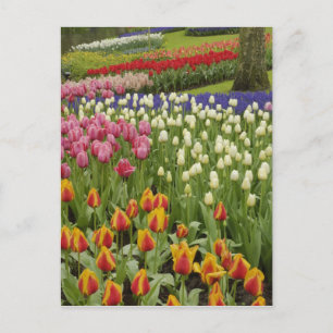 Tulpan- och hyacintträdgård, Keukenhof Gardens, Vykort