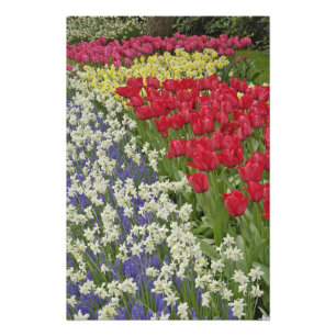 Tulpan- och påskliljeträdgård, Keukenhof Gardens, Fototryck