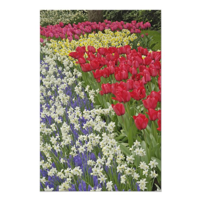 Tulpan- och påskliljeträdgård, Keukenhof Gardens, Fototryck (Framsidan)