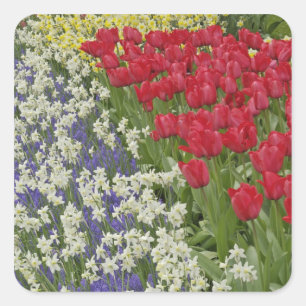 Tulpan- och påskliljeträdgård, Keukenhof Gardens, Fyrkantigt Klistermärke